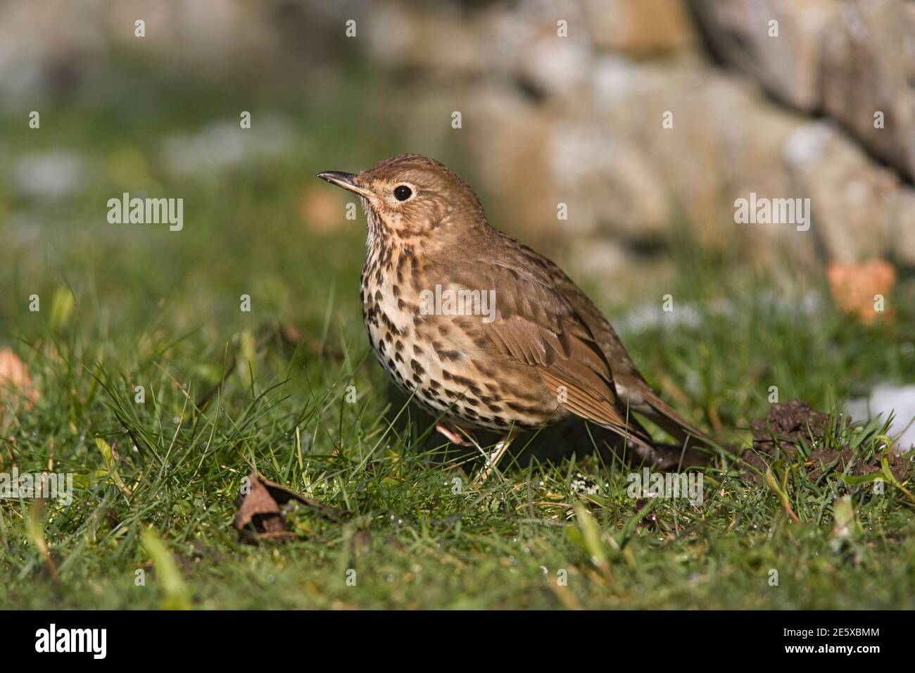 SONG Thrush (Turdus philomelos), Northumberland, Royaume-Uni Banque D'Images