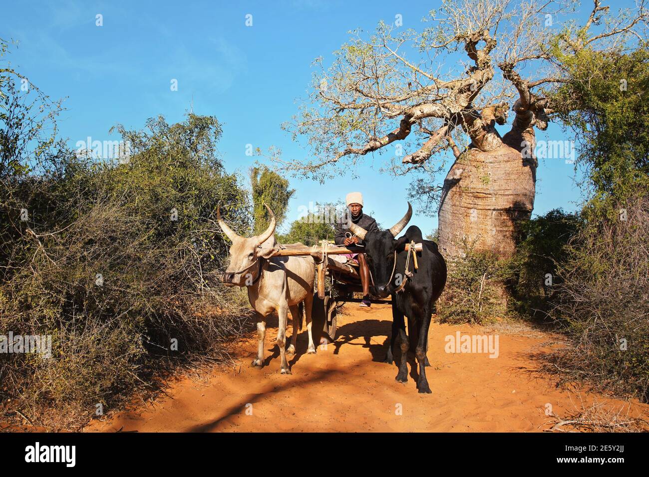 Ifaty, Madagascar - 01 mai 2019: Inconnu Malgache conduite simple chariot en bois tiré par deux bovins de zébu par beau temps ensoleillé, baobab et petit Banque D'Images