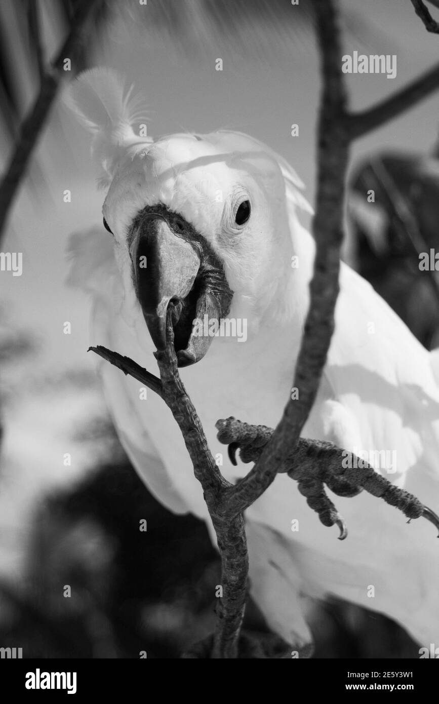 Portrait d'un oiseau tropical Banque D'Images