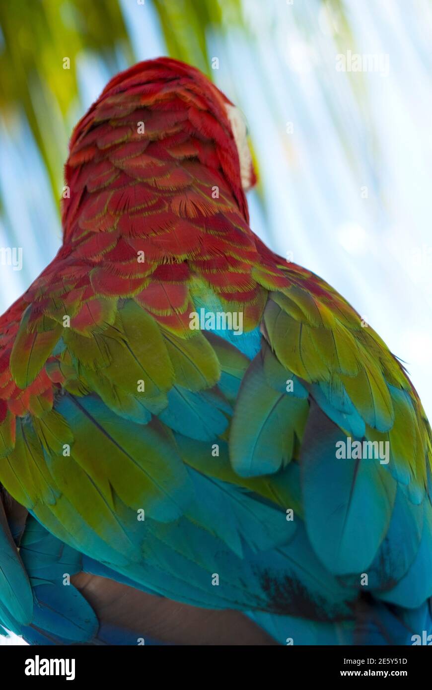 Portrait d'un oiseau tropical Banque D'Images