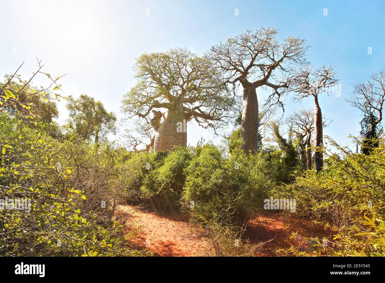 Forêt avec petits baobabs et poulpes, buissons et herbe poussant sur un sol rouge poussiéreux, fort contre-jour de soleil Banque D'Images