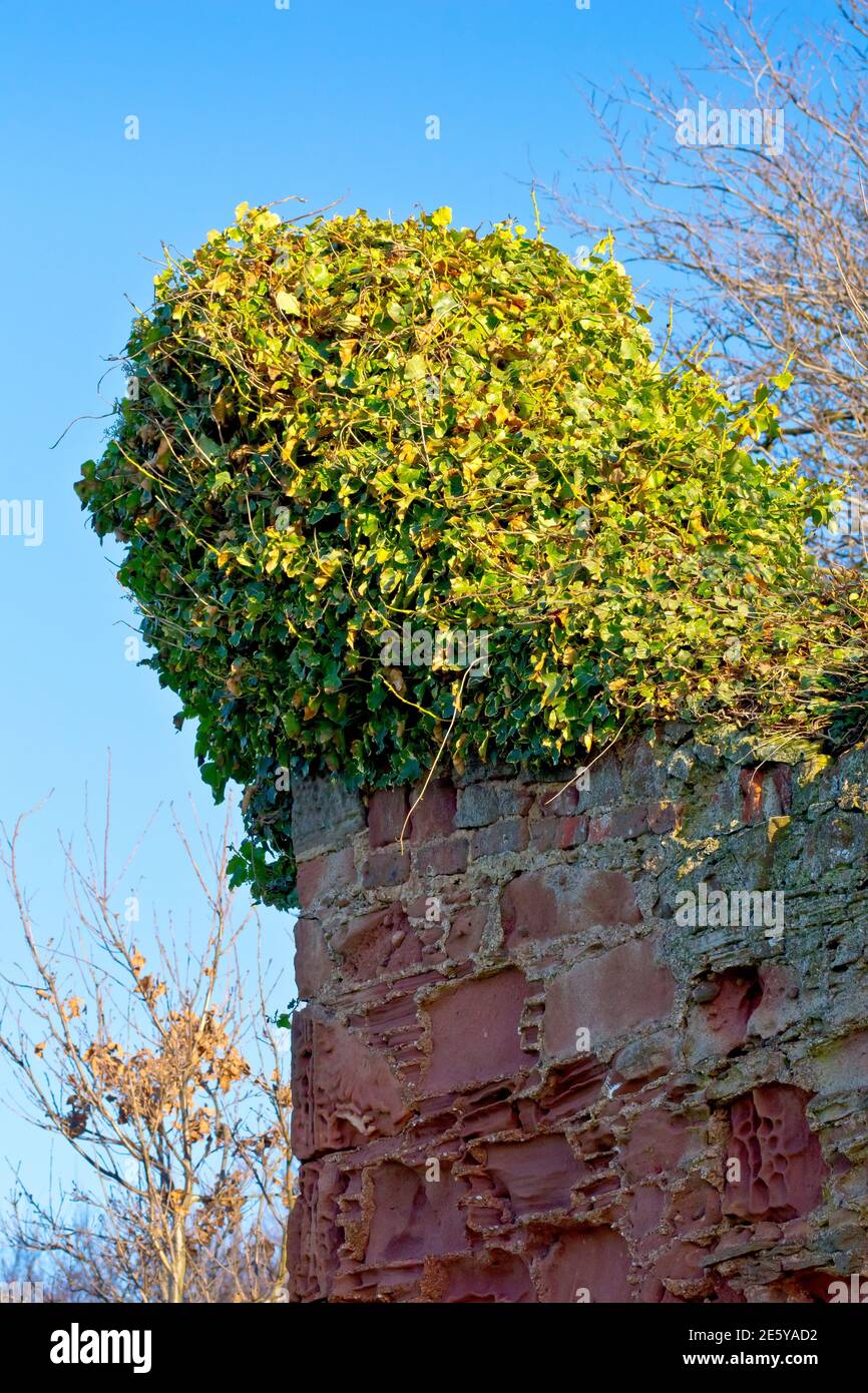 Ivy (hedera Helix), une image montrant une grande masse de feuilles et de tiges qui poussent de façon précariante au sommet d'un vieux mur de grès. Banque D'Images