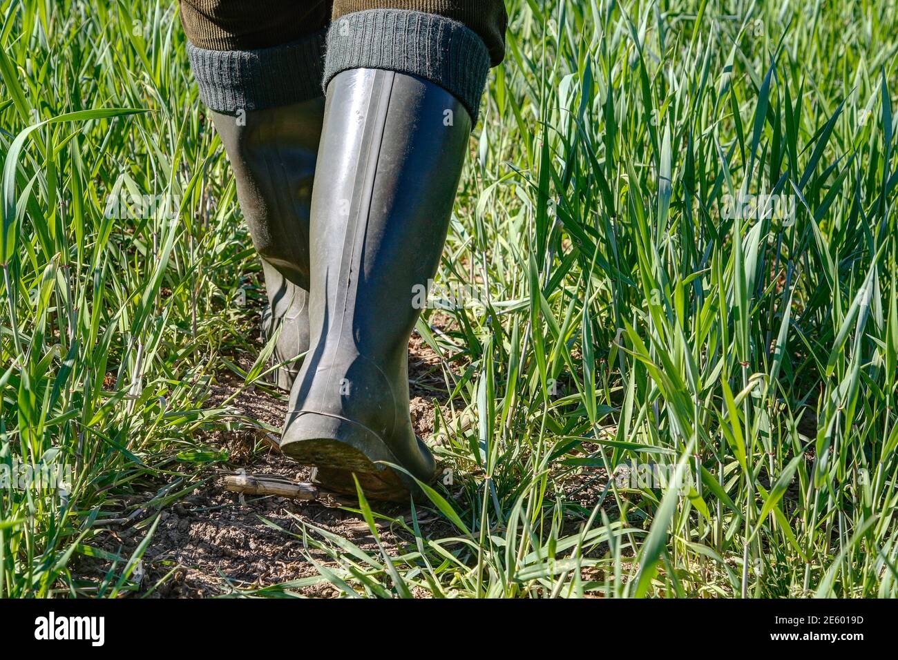 Le jour de printemps ensoleillé, un fermier marche avec des bottes en caoutchouc vert à travers son champ de céréales. Banque D'Images