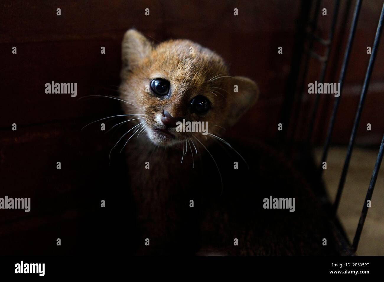 Un cub Puma Jaguarundi (Puma yagouaroundi) de deux mois est exposé à la  Fondation AMARTE à Managua le 27 janvier 2012. Les pumas sont considérés  comme une espèce en voie de disparition.
