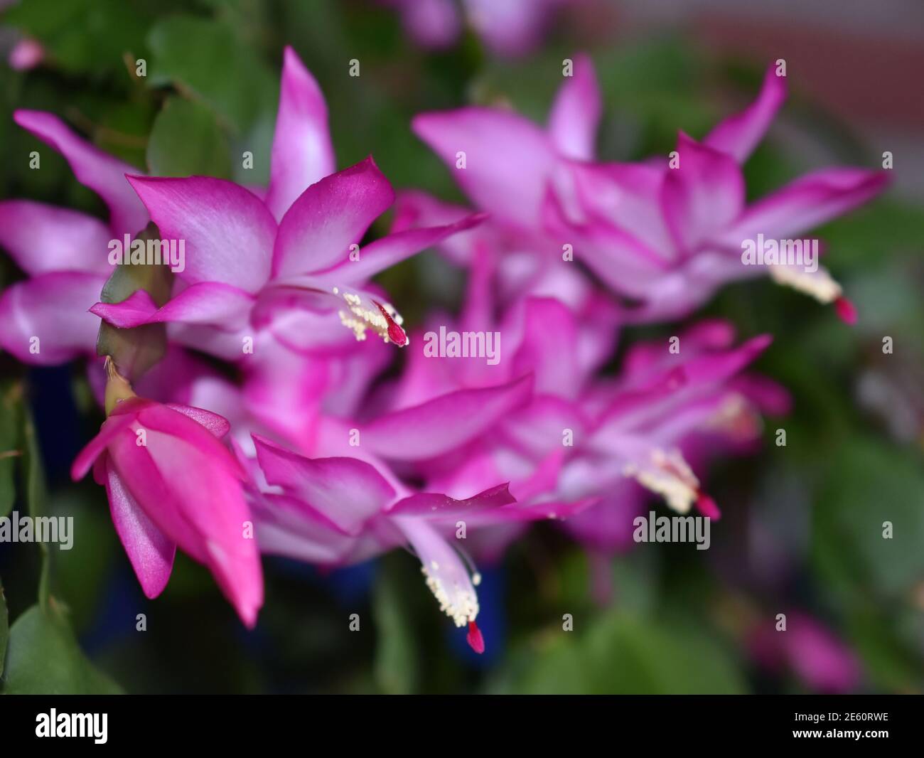 Faux cactus de noël Schlumbergera truncata avec des fleurs roses Banque D'Images