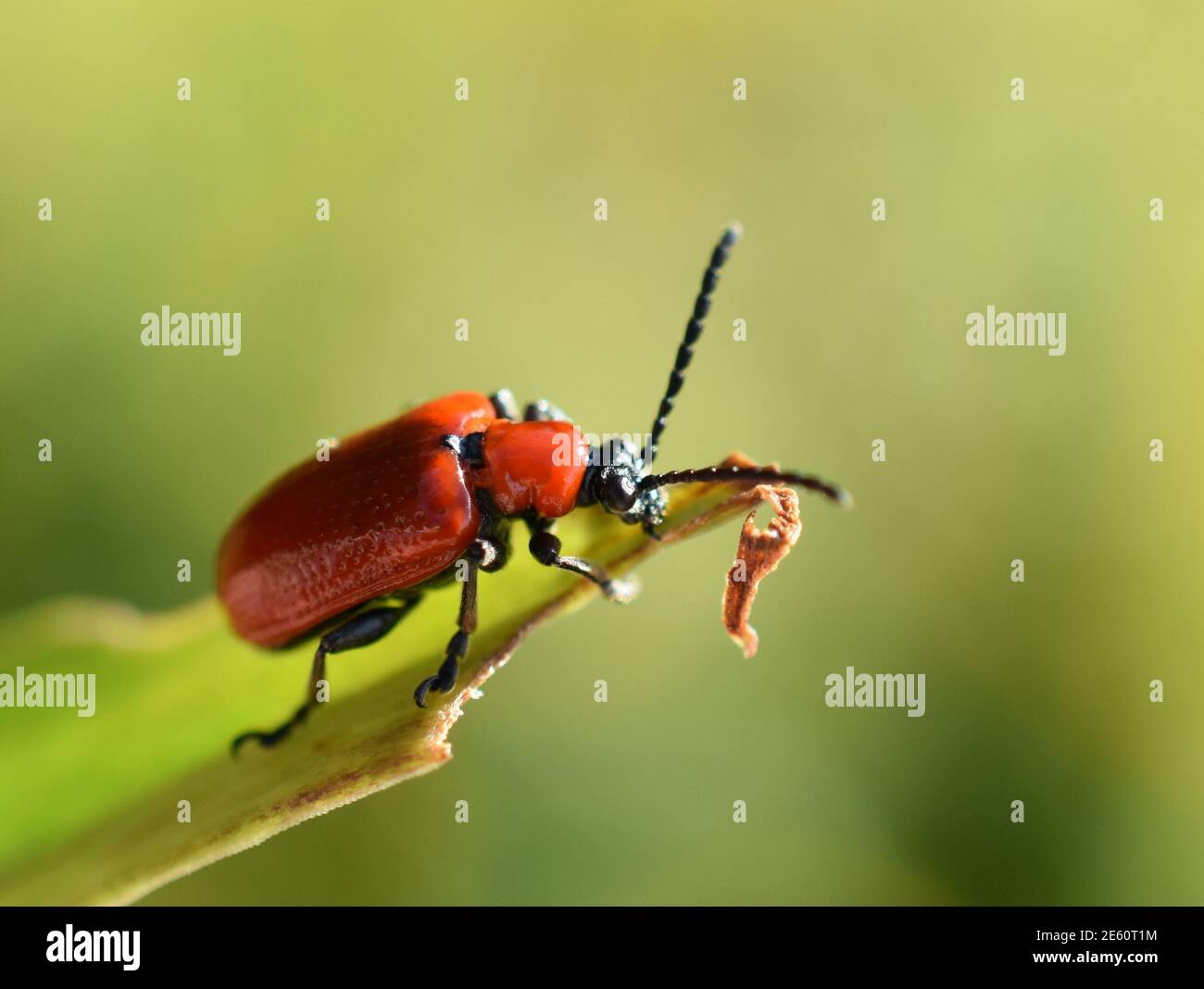 Insecte léoptère rouge Lilioceris lii sur une feuille Banque D'Images