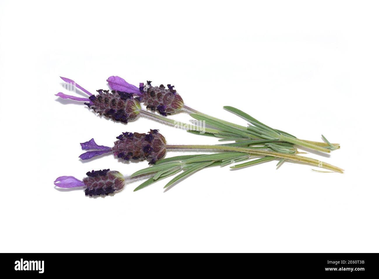 Lavande Lavandula angustifolia fleurs sur fond blanc Banque D'Images