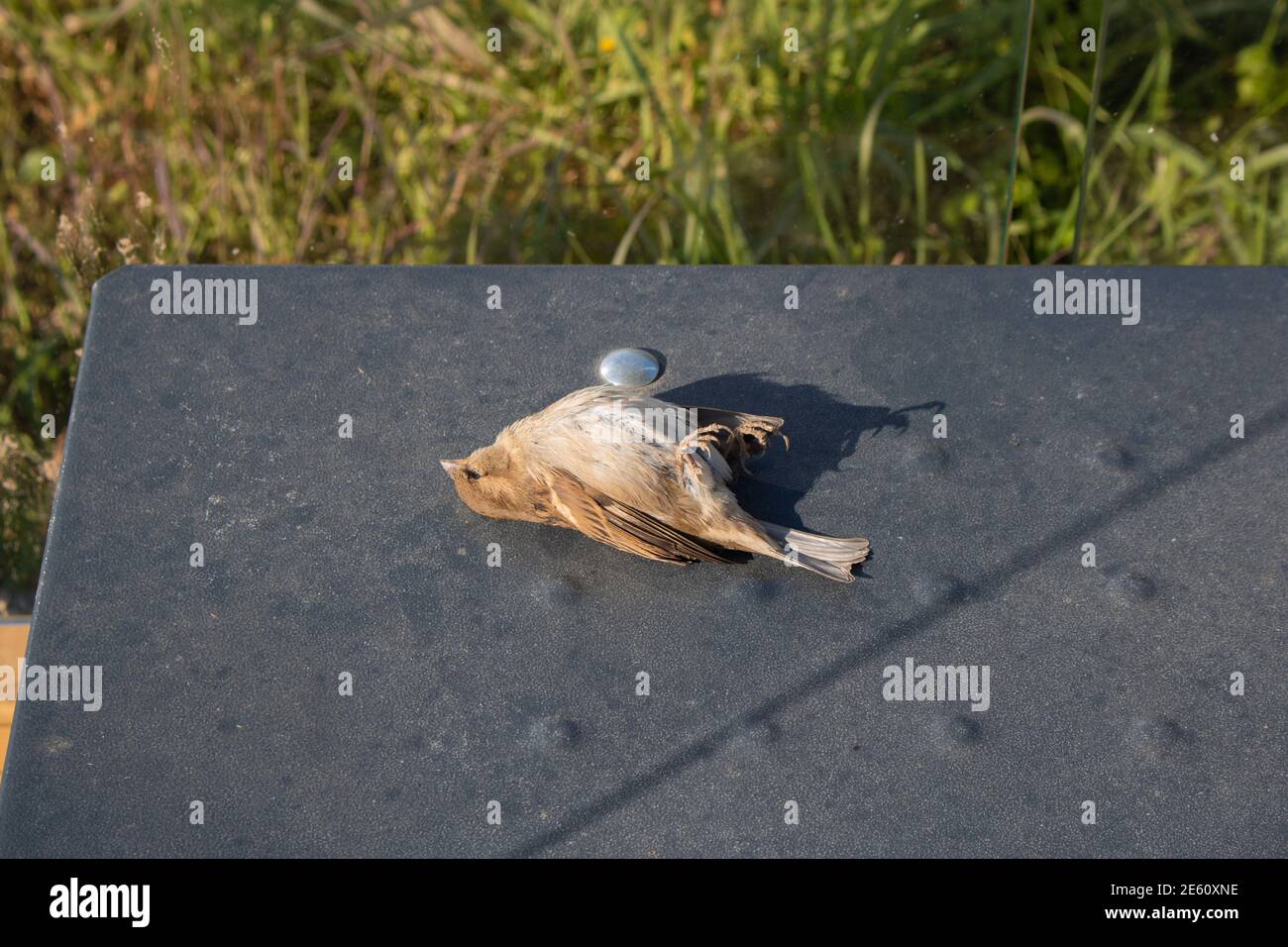Corps mort d'un oiseau de moineau de maison avec les pieds vers le haut couché sur un banc en métal noir dans le parc Banque D'Images