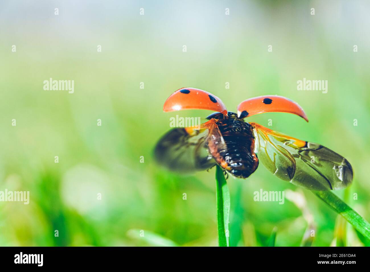Coccinelle avec ses ailes ouvertes sur une feuille verte. Banque D'Images