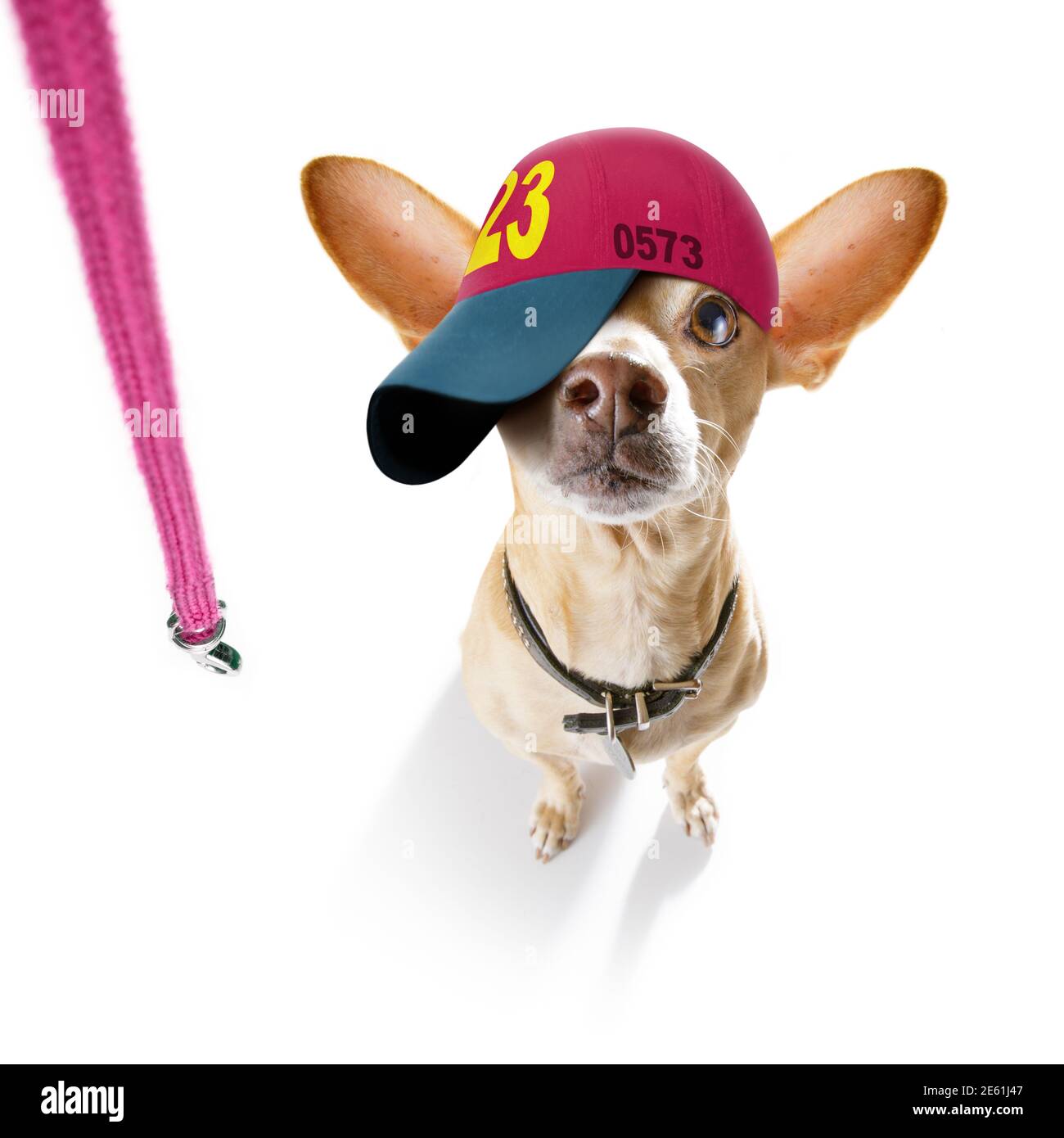 cool look décontracté chien chihuahua portant une casquette ou un chapeau  de baseball, sportif et en forme, prêt à marcher avec la laisse Photo Stock  - Alamy