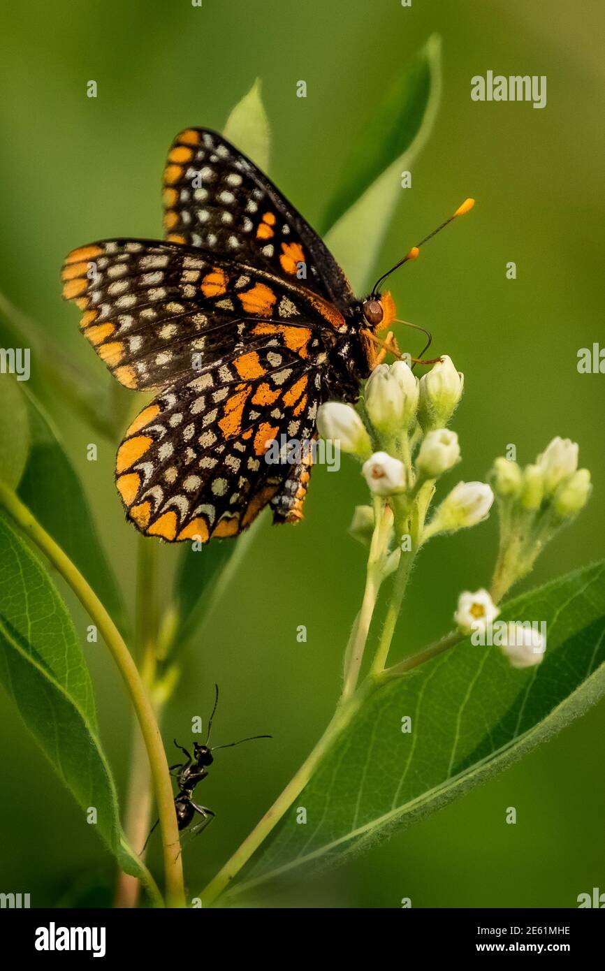 Un papillon de Checkerspot (Euphydryas phaeton) se nourrit d'une fleur de fleurs sauvages blanches, ignorant l'Ant qui est sur le point de visiter. Banque D'Images