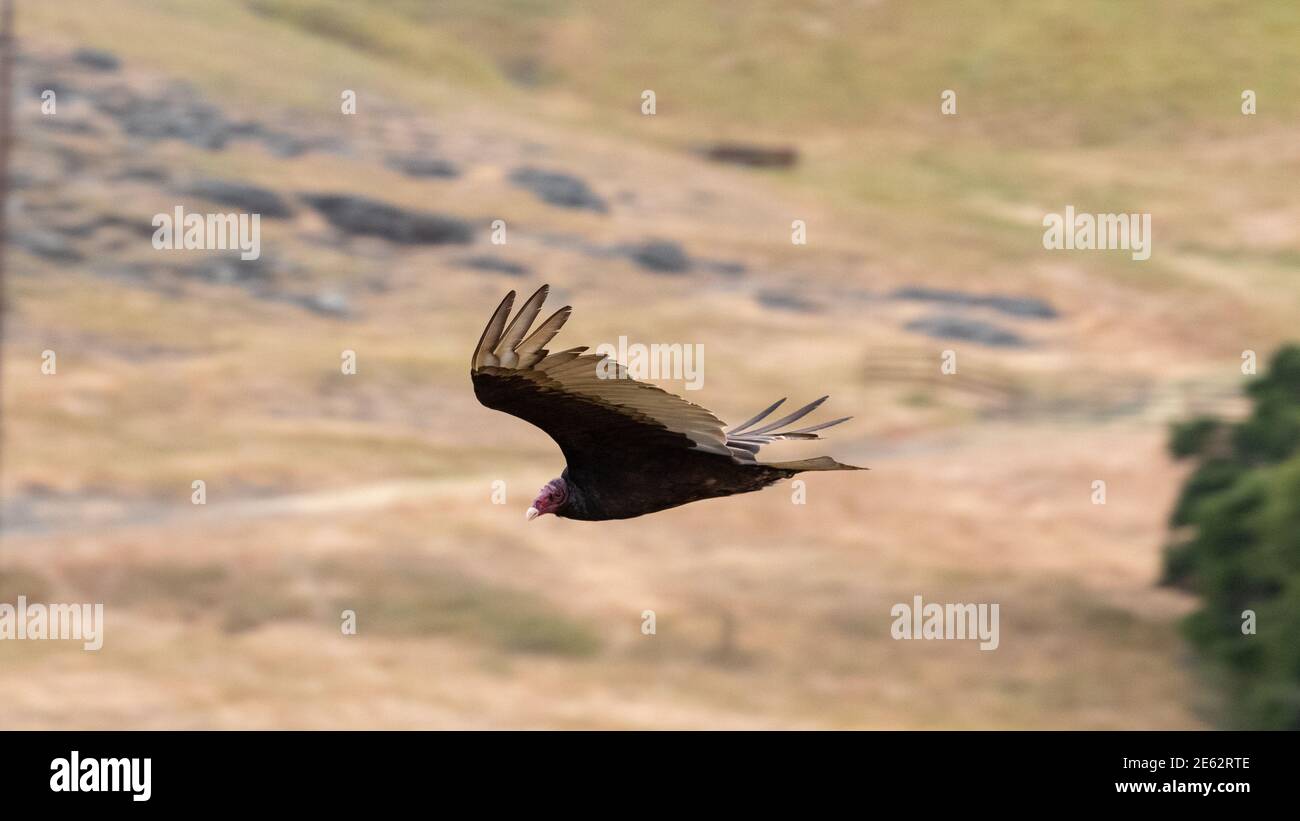 En vol de vautour Banque D'Images