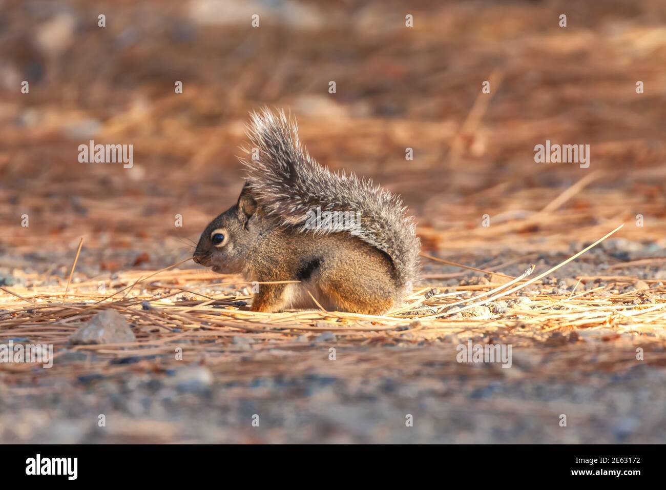 Douglas' Squirrel Tamiasciurus douglasii fourrage, montagnes de l'est de la Sierra Nevada, Californie, États-Unis. Banque D'Images