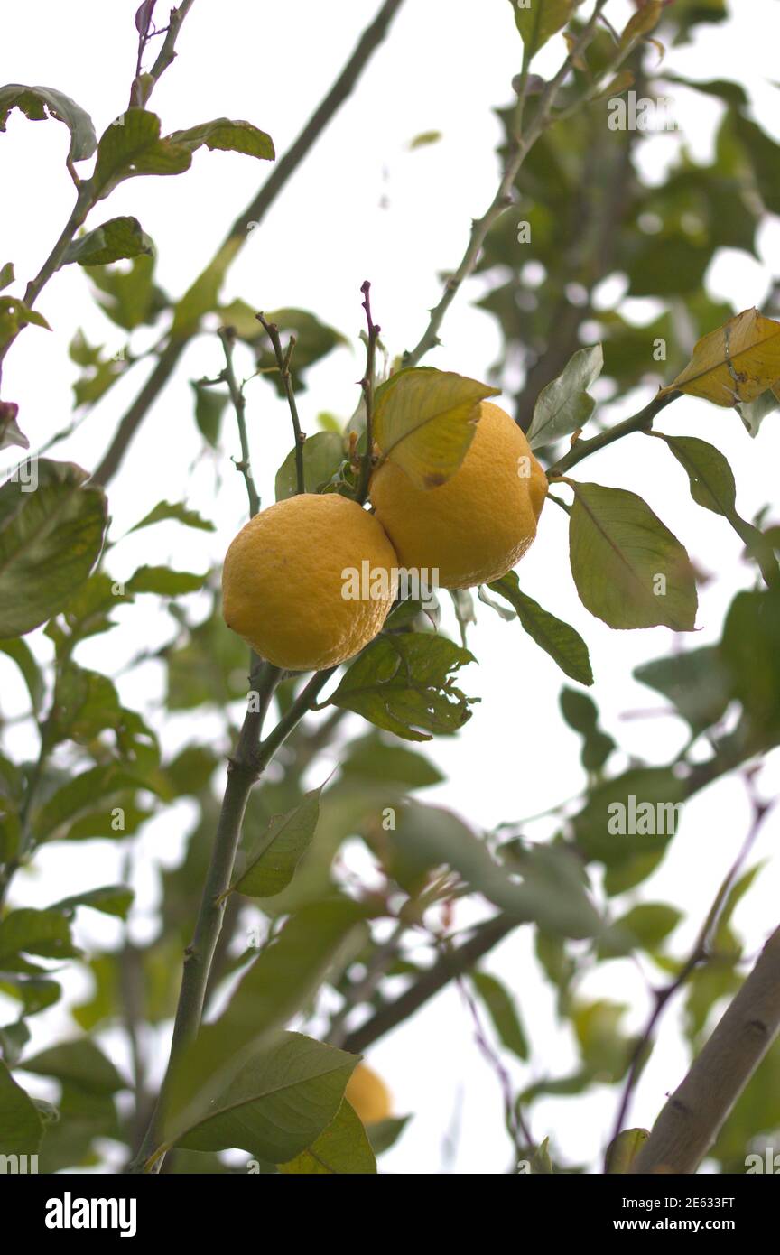 Détail des branches d'un citronnier d'où quelques citrons jaunes mûrs pendent Banque D'Images