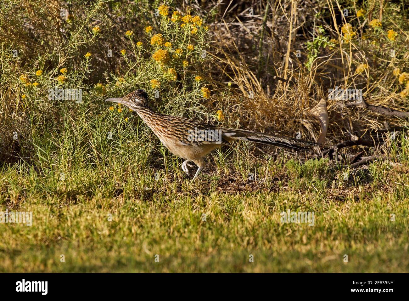 Oiseau de chemin, pied levé en mouvement, courant le long du bord de champ fauchée en Arizona Banque D'Images
