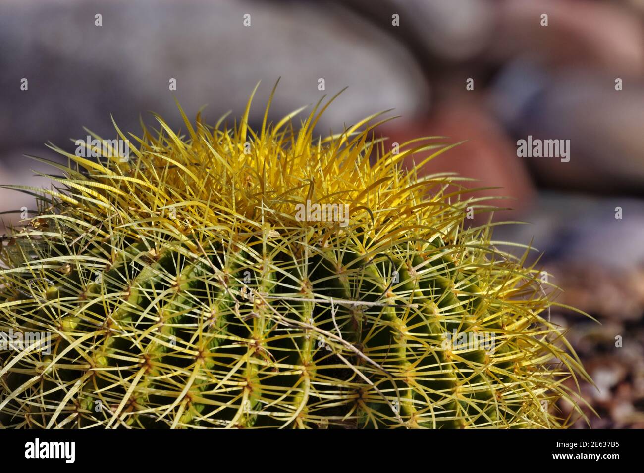 Gros plan de Barrel cactus avec espace de copie sur arrière-plan bokeh. L'hôtel est situé à Tucson, Arizona, dans le sud-ouest américain. Banque D'Images