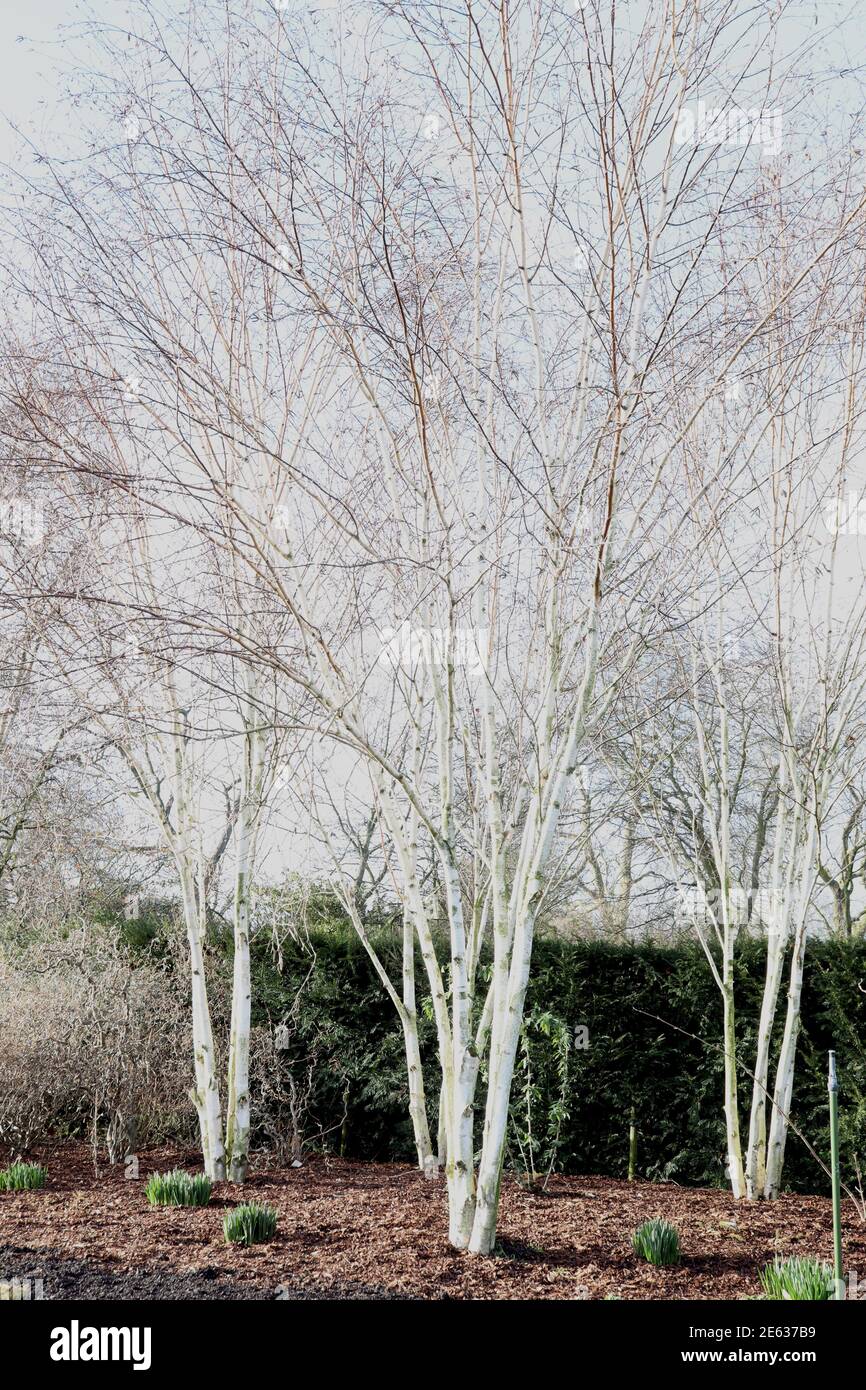 Betula utilis var. Jacquemontii bouleau de l'Himalaya à tiges multiples – arbres à tiges multiples avec écorce blanche, janvier, Angleterre, Royaume-Uni Banque D'Images