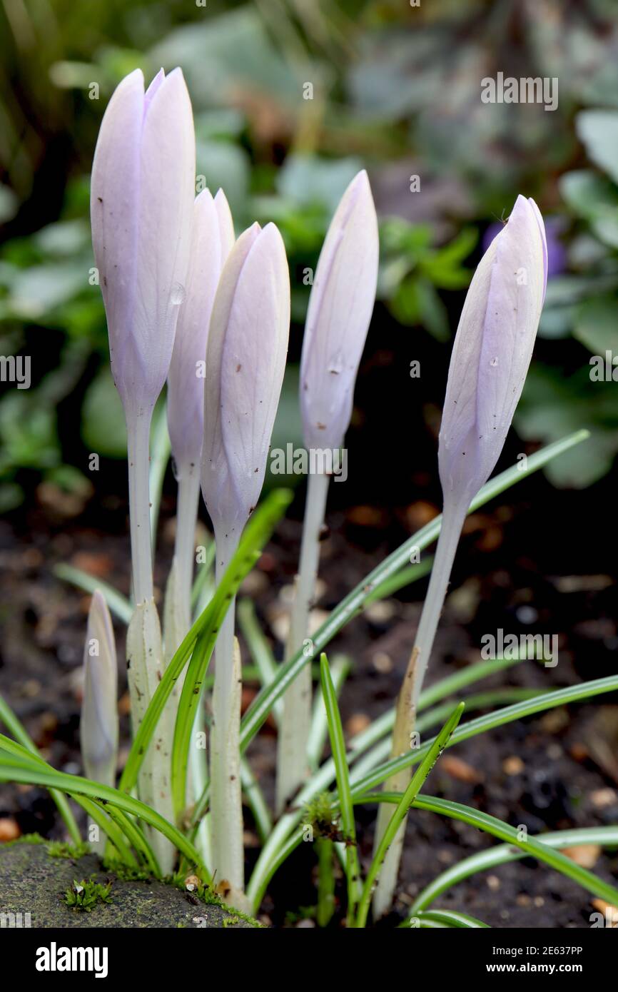 Crocus vernus ‘Jeanne d’Arc’ Crocus Jeanne d’Arc – bourgeons fleuris de crocodiles blancs purs aux veines lilas très pâles, janvier, Angleterre, Royaume-Uni Banque D'Images