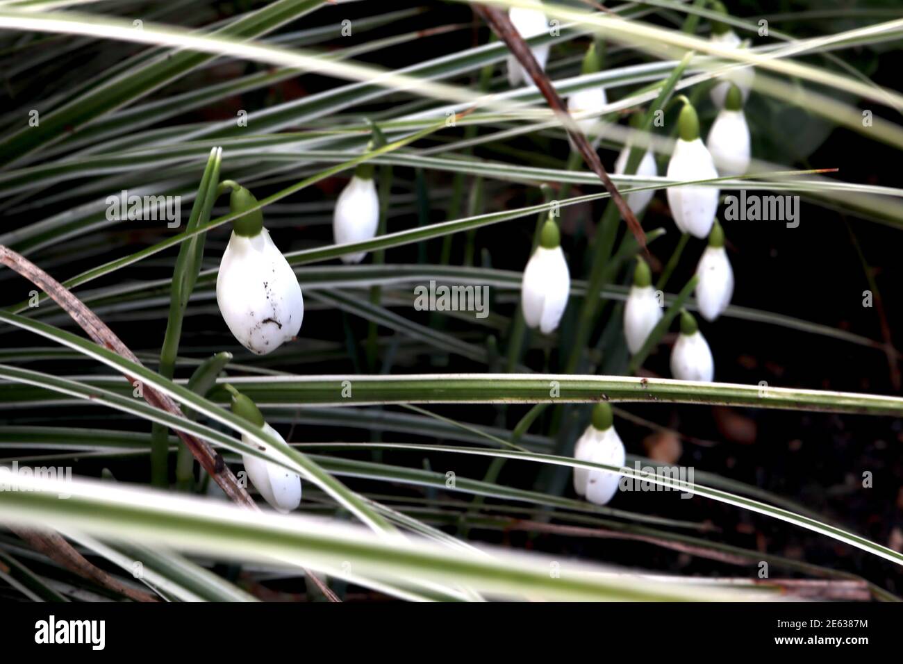 Galanthus nivalis Snowdrops – groupe bourgeonnant de fleurs blanches en forme de cloche parmi les feuilles linéaires, janvier, Angleterre, Royaume-Uni Banque D'Images