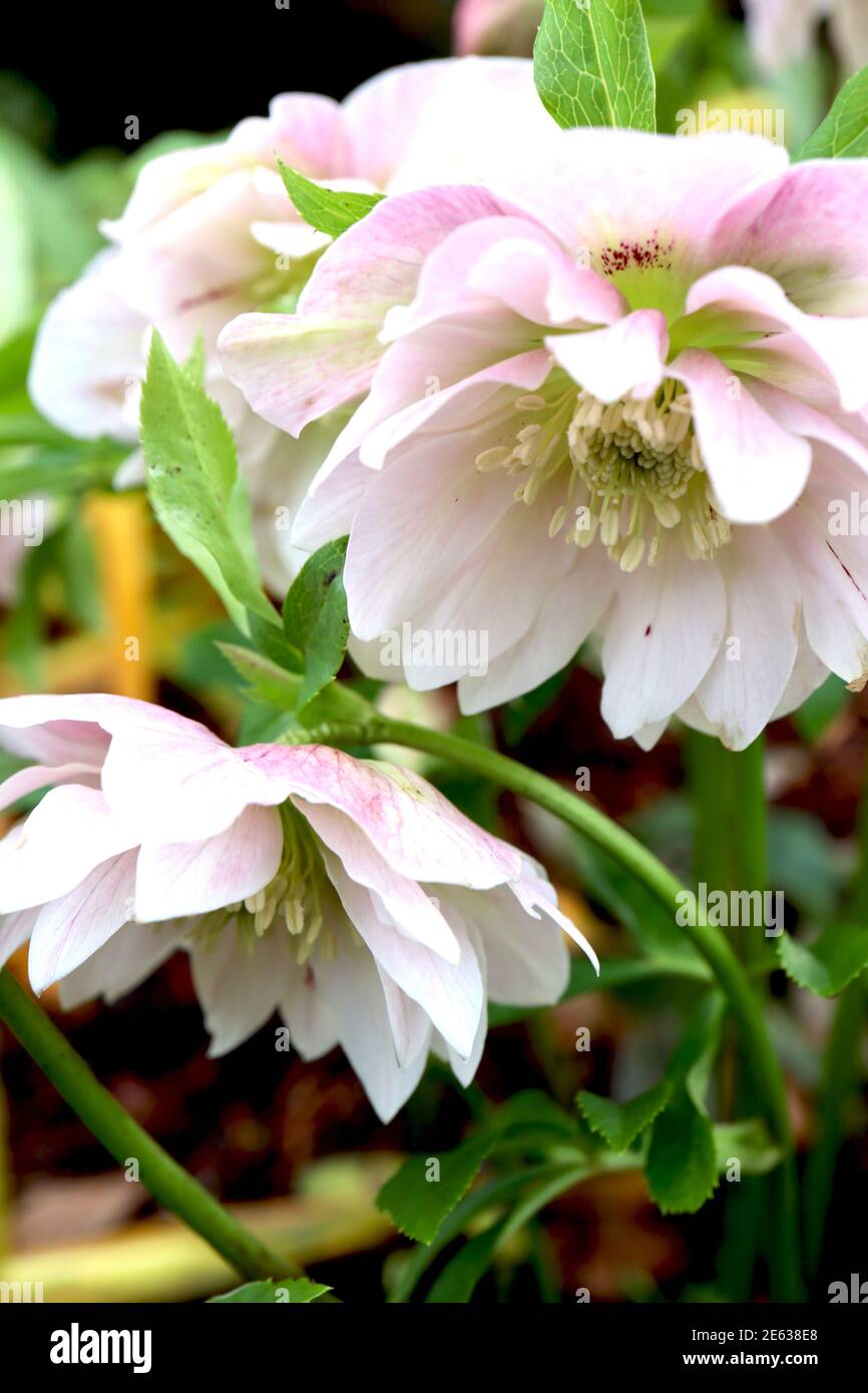 Helleborus x hybridus ‘Double Ellen White’ Double hellébores blancs – hochement de deux fleurs blanches avec des franges roses, janvier, Angleterre, Royaume-Uni Banque D'Images