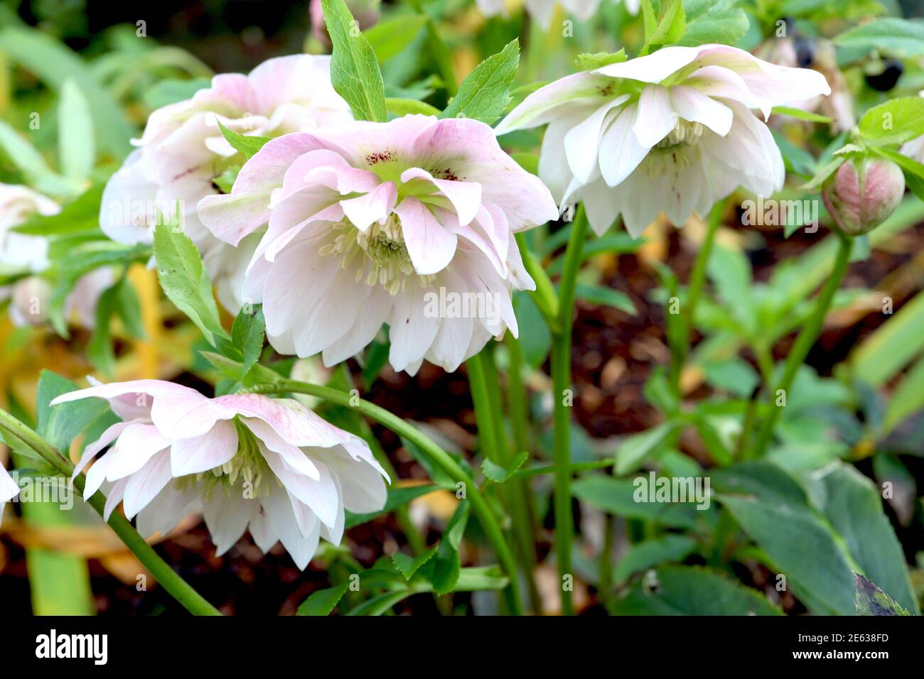 Helleborus x hybridus ‘Double Ellen White’ Double hellébores blancs – hochement de deux fleurs blanches avec des franges roses, janvier, Angleterre, Royaume-Uni Banque D'Images