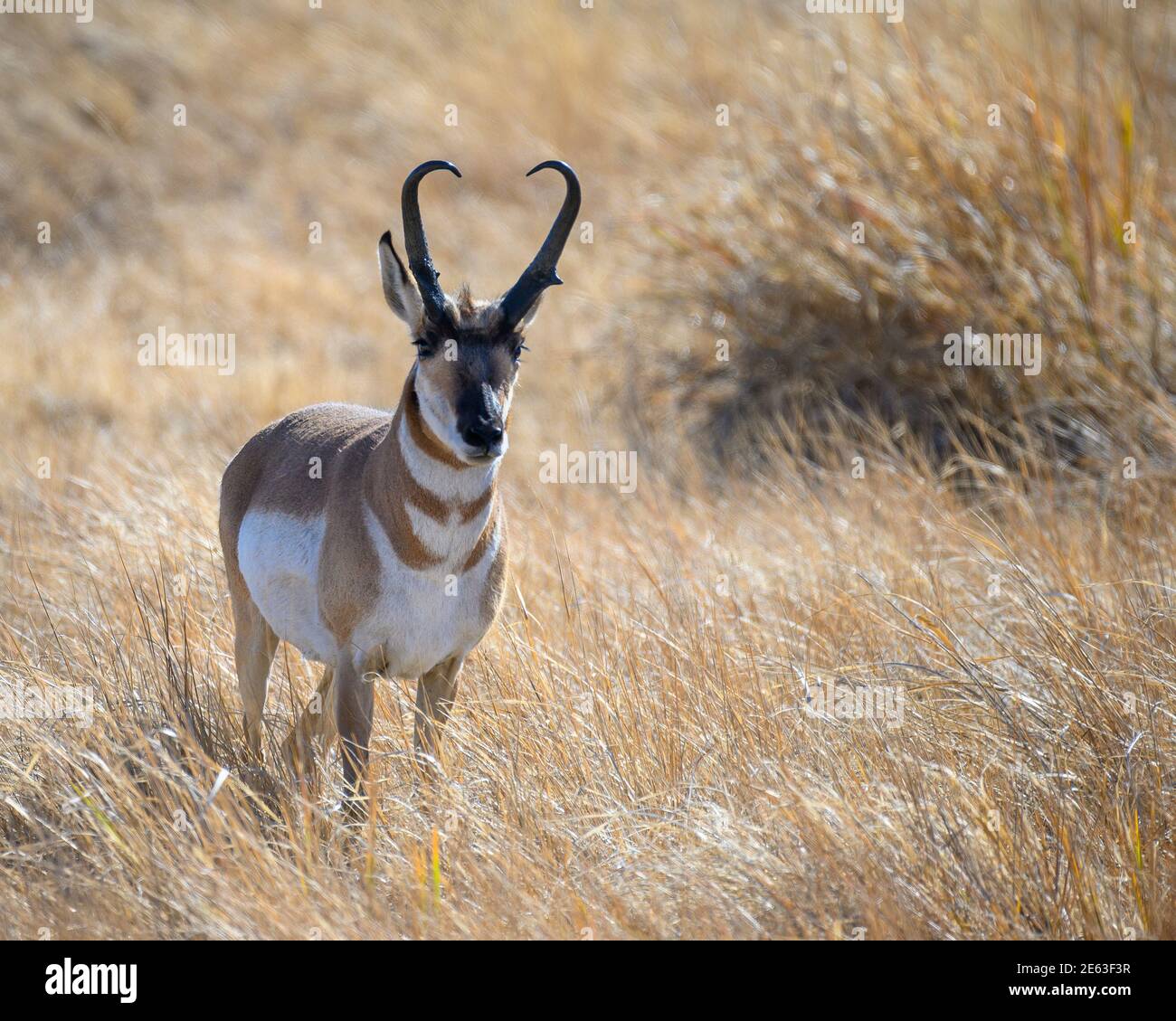 Buck Pronghorn au refuge national d'antilope de Hart Mountain, dans le sud-est de l'Oregon. Banque D'Images