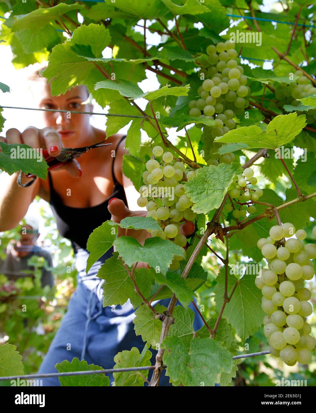 Cremant Dalsace Banque D Image Et Photos Alamy