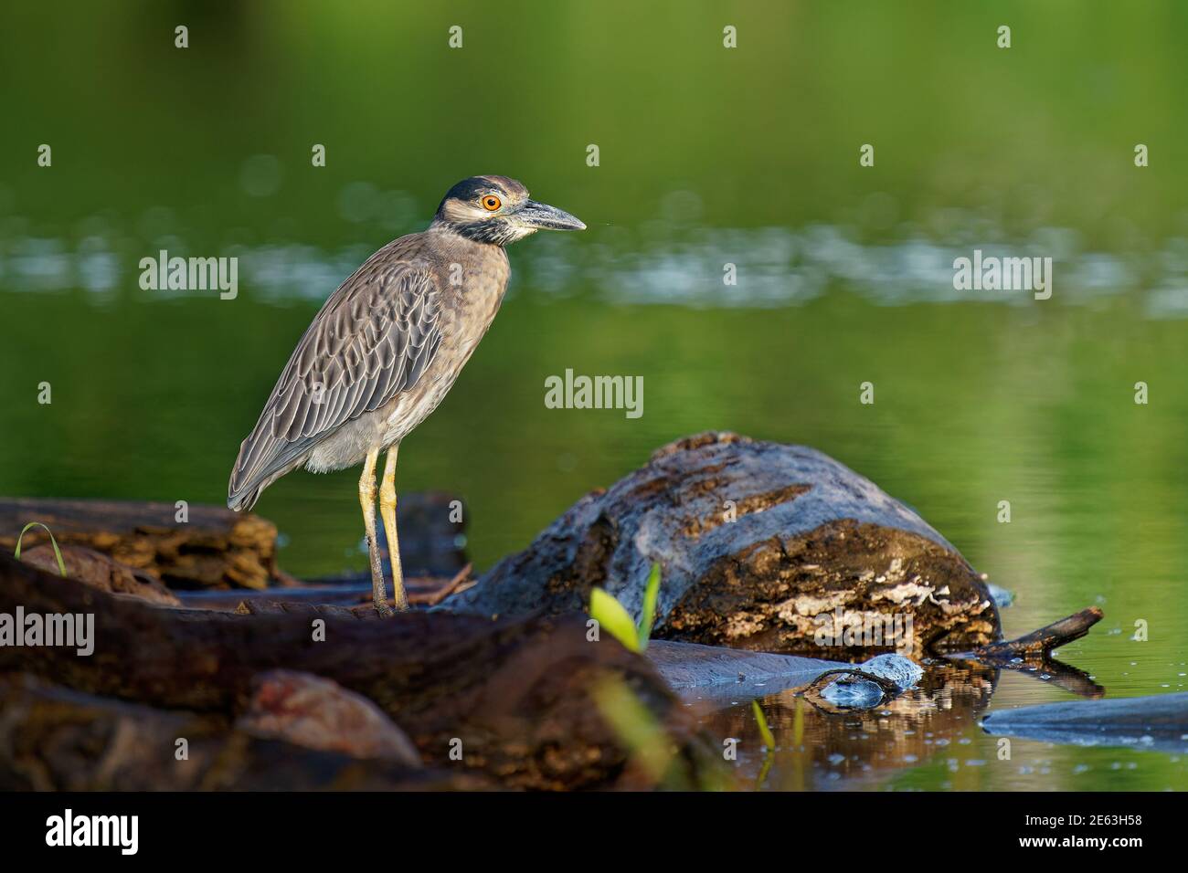 Heron de nuit à couronne jaune - Nyctanassa violacea est un hérons de nuit d'oiseau que l'on trouve dans les Amériques, connu sous le nom de Violace de Bihoreau en français et Pedrete Coron Banque D'Images