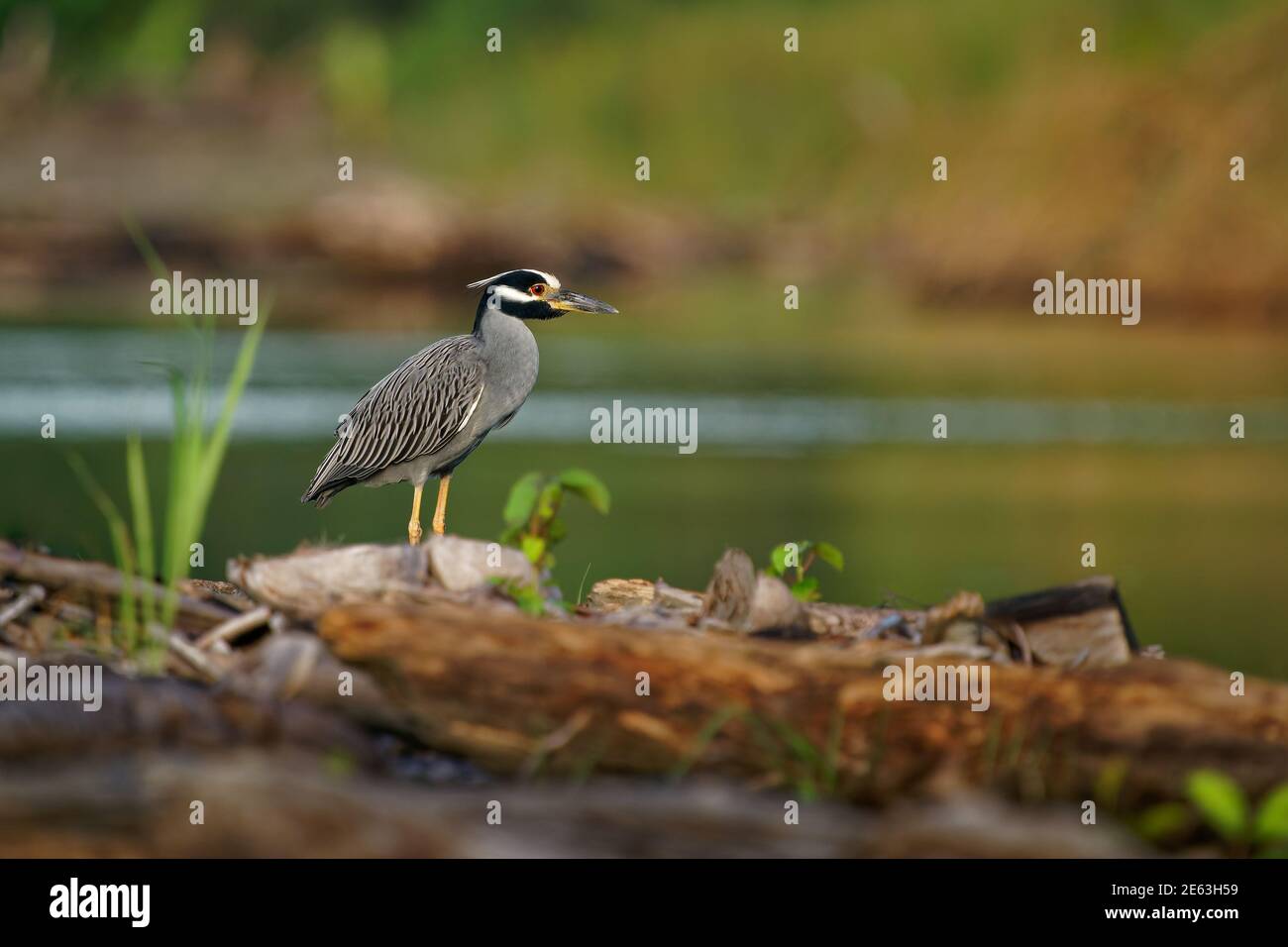 Heron de nuit à couronne jaune - Nyctanassa violacea est un hérons de nuit d'oiseau que l'on trouve dans les Amériques, connu sous le nom de Violace de Bihoreau en français et Pedrete Coron Banque D'Images