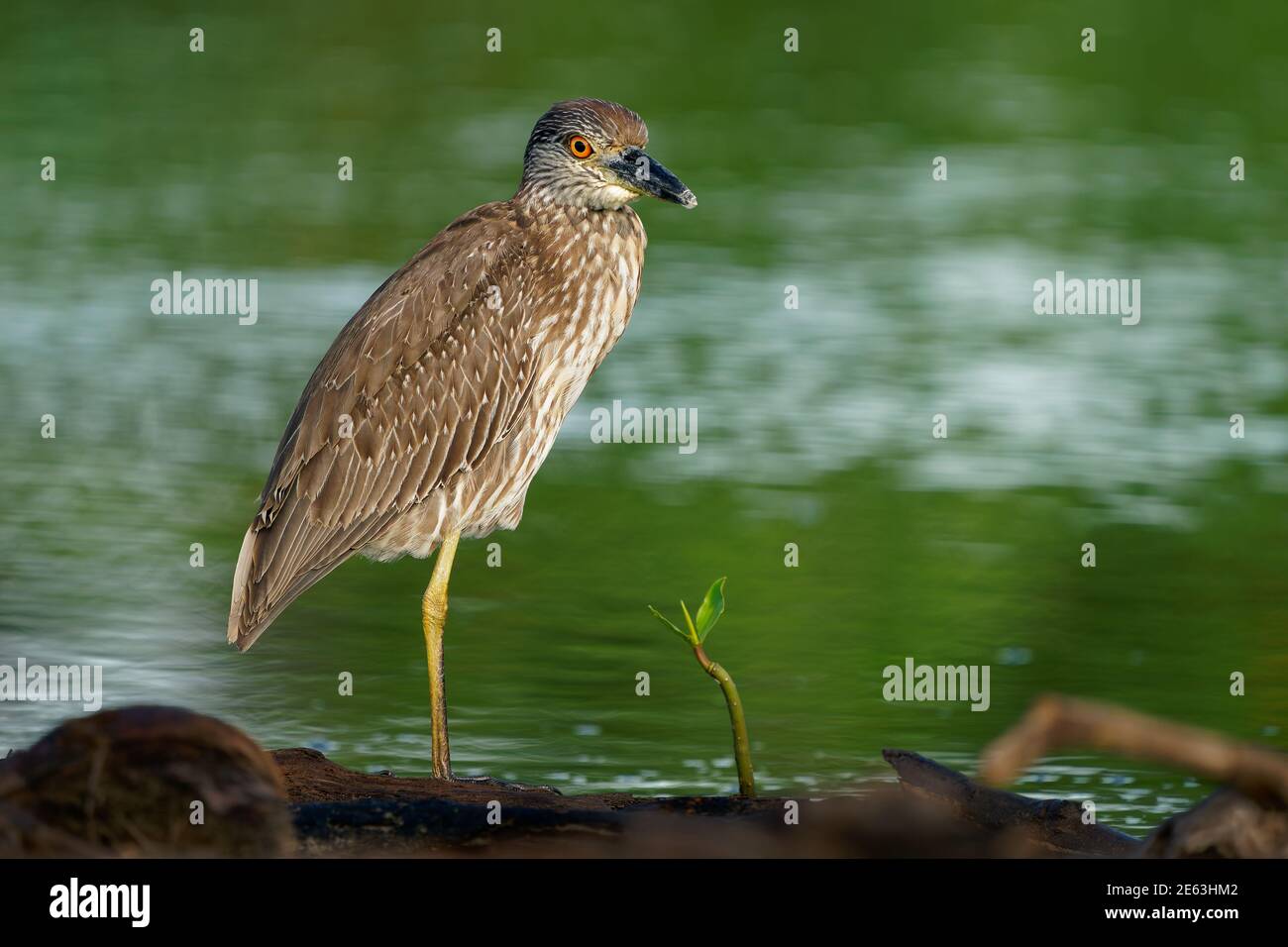 Heron de nuit à couronne jaune - Nyctanassa violacea est un hérons de nuit d'oiseau que l'on trouve dans les Amériques, connu sous le nom de Violace de Bihoreau en français et Pedrete Coron Banque D'Images