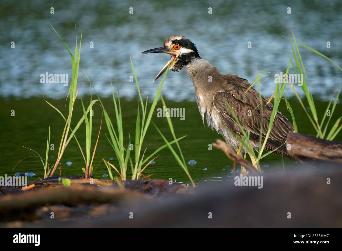 Heron de nuit à couronne jaune - Nyctanassa violacea est un hérons de nuit d'oiseau que l'on trouve dans les Amériques, connu sous le nom de Violace de Bihoreau en français et Pedrete Coron Banque D'Images