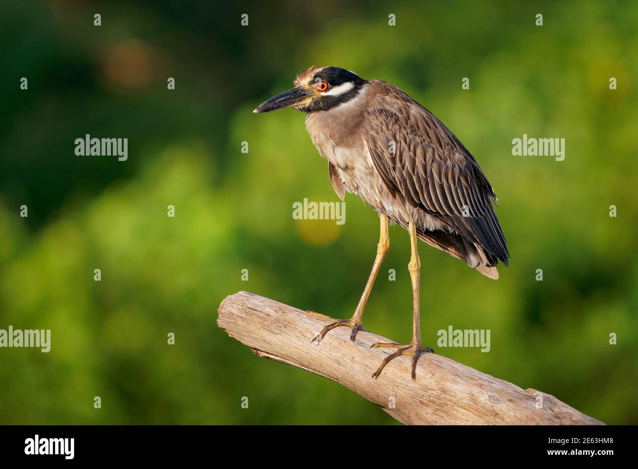 Heron de nuit à couronne jaune - Nyctanassa violacea est un hérons de nuit d'oiseau que l'on trouve dans les Amériques, connu sous le nom de Violace de Bihoreau en français et Pedrete Coron Banque D'Images
