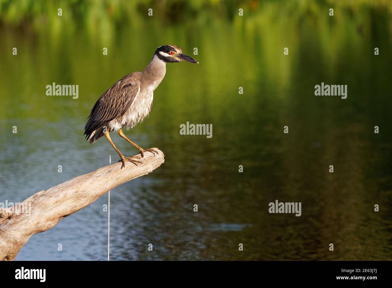 Heron de nuit à couronne jaune - Nyctanassa violacea est un hérons de nuit d'oiseau que l'on trouve dans les Amériques, connu sous le nom de Violace de Bihoreau en français et Pedrete Coron Banque D'Images