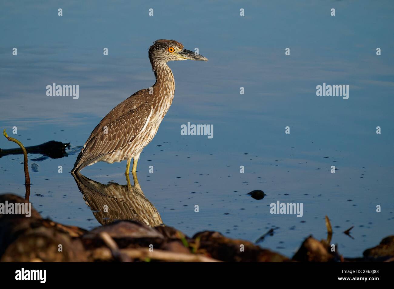 Heron de nuit à couronne jaune - Nyctanassa violacea est un hérons de nuit d'oiseau que l'on trouve dans les Amériques, connu sous le nom de Violace de Bihoreau en français et Pedrete Coron Banque D'Images