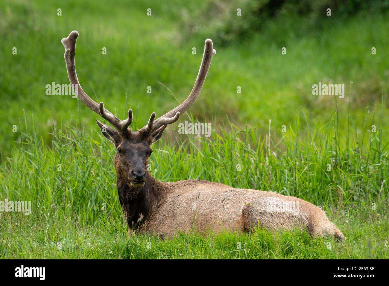 Roosevelt Elk Bull à Dean Creek Elk Viewing Area près de Reedsport, Oregon. Banque D'Images