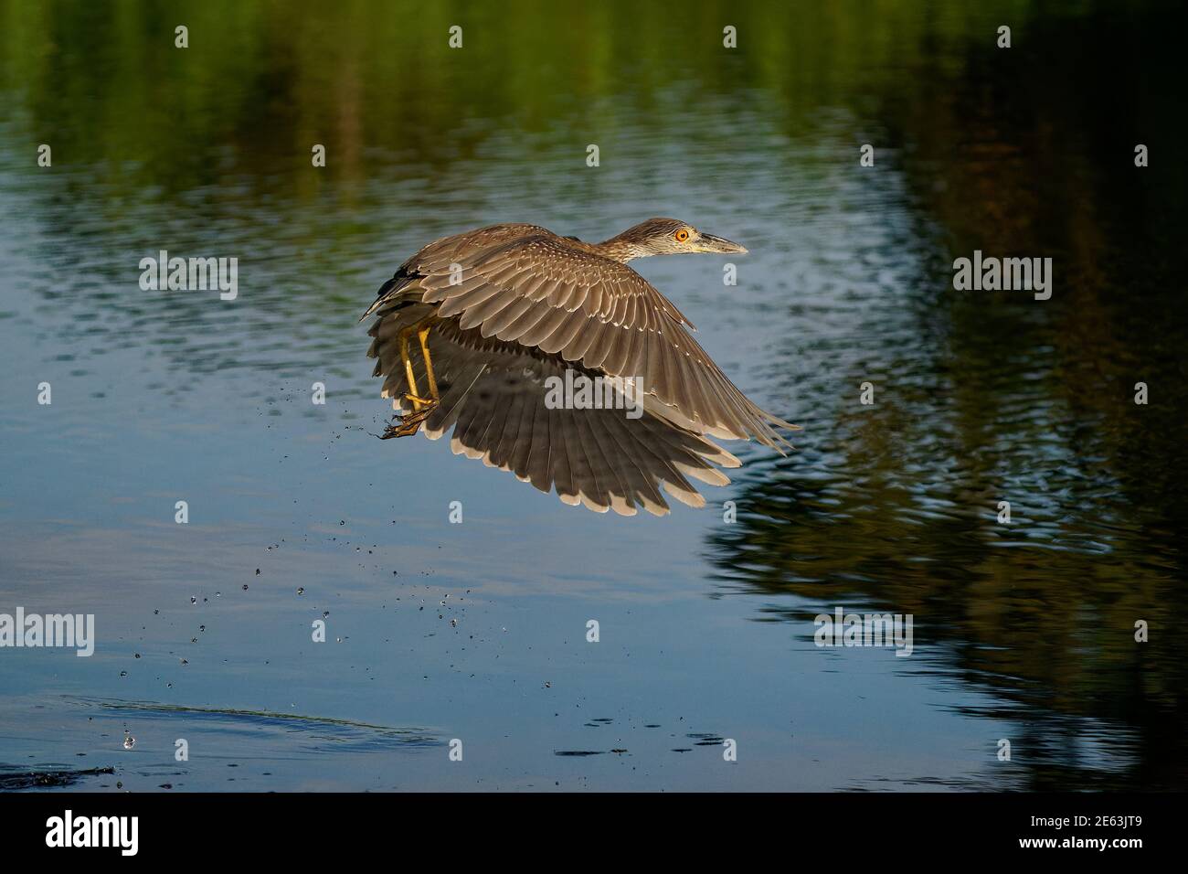 Heron de nuit à couronne jaune - Nyctanassa violacea est un hérons de nuit d'oiseau que l'on trouve dans les Amériques, connu sous le nom de Violace de Bihoreau en français et Pedrete Coron Banque D'Images