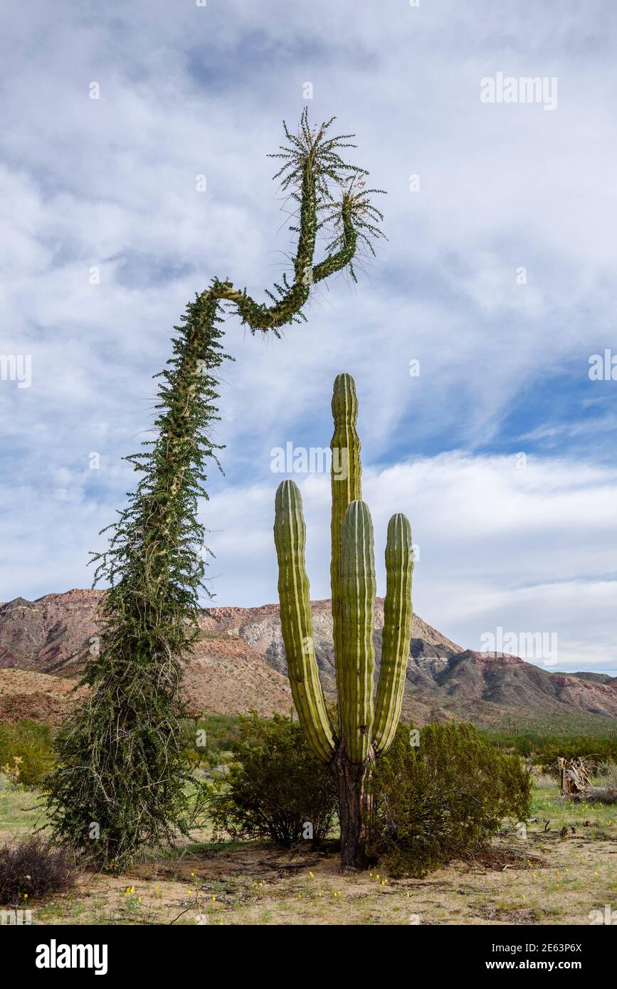 Arbre généalogique Boojum et Cardon cactus dans le désert Catavina, Baja California, Mexique. Banque D'Images