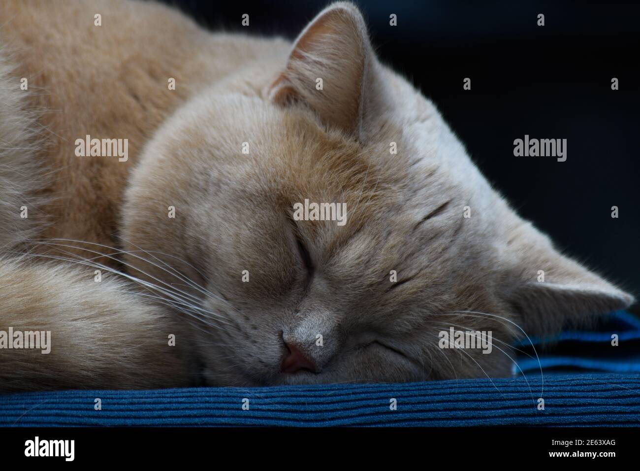 Gros plan d'un visage de chat. Le chat de la maison jaune dort paisiblement Banque D'Images