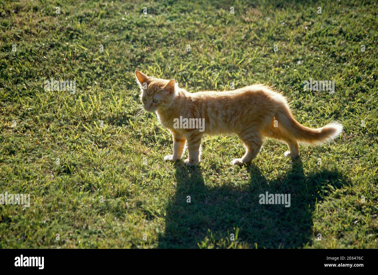 10 semaine vieux chaton de gingembre marchant sur l'herbe Banque D'Images