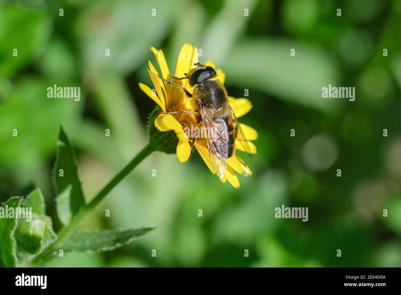 Abeille sauvage vue rapprochée tout en recueillant le pollen de fleur de prairie de printemps, animal insecte faune Banque D'Images