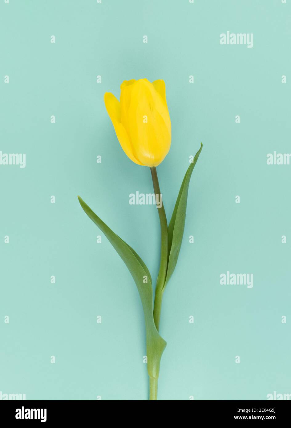 Tulipe jaune sur fond vert. Photo Mimimaliste Flat Lay. Banque D'Images