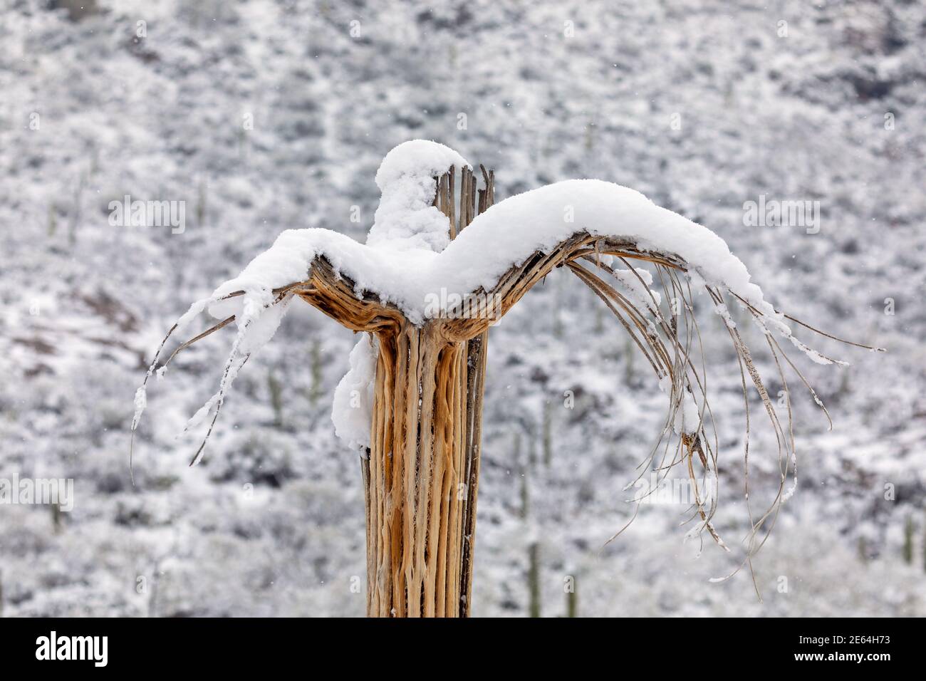 Le squelette de Saguaro Cactus couvert de neige dans le désert près de Tucson, Arizona. Banque D'Images