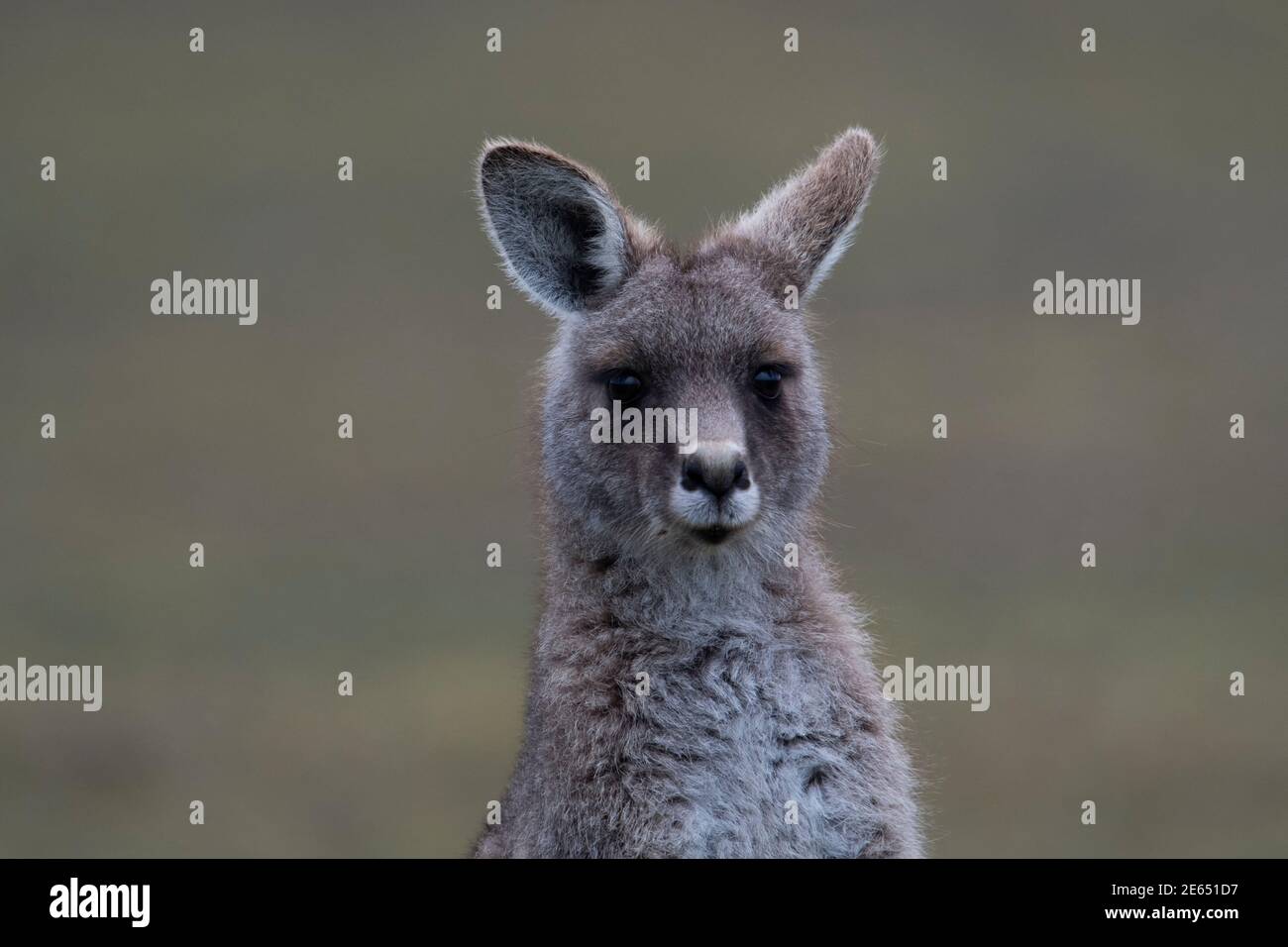 portrait kangourou gris de l'est face à la tête seulement caméra narawntapu national parc tasmanie australie Banque D'Images
