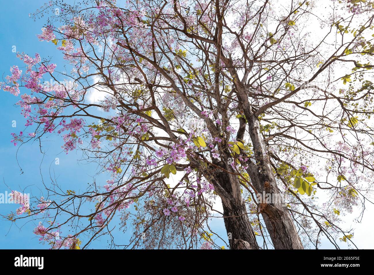 Vue à angle bas, fleur pourpre sur ciel bleu vif. Banque D'Images