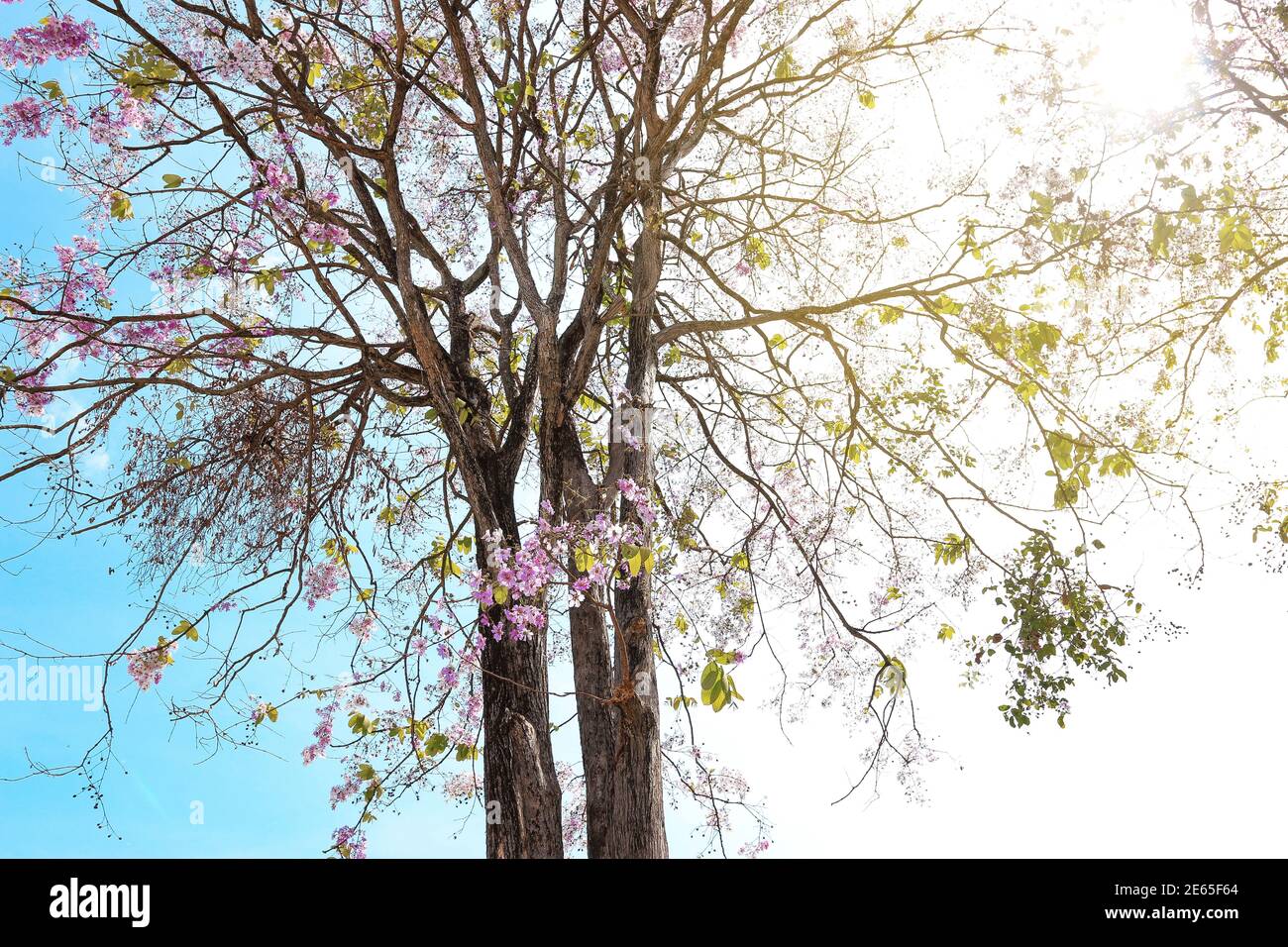 Vue à angle bas, fleur pourpre sur ciel bleu vif. Banque D'Images