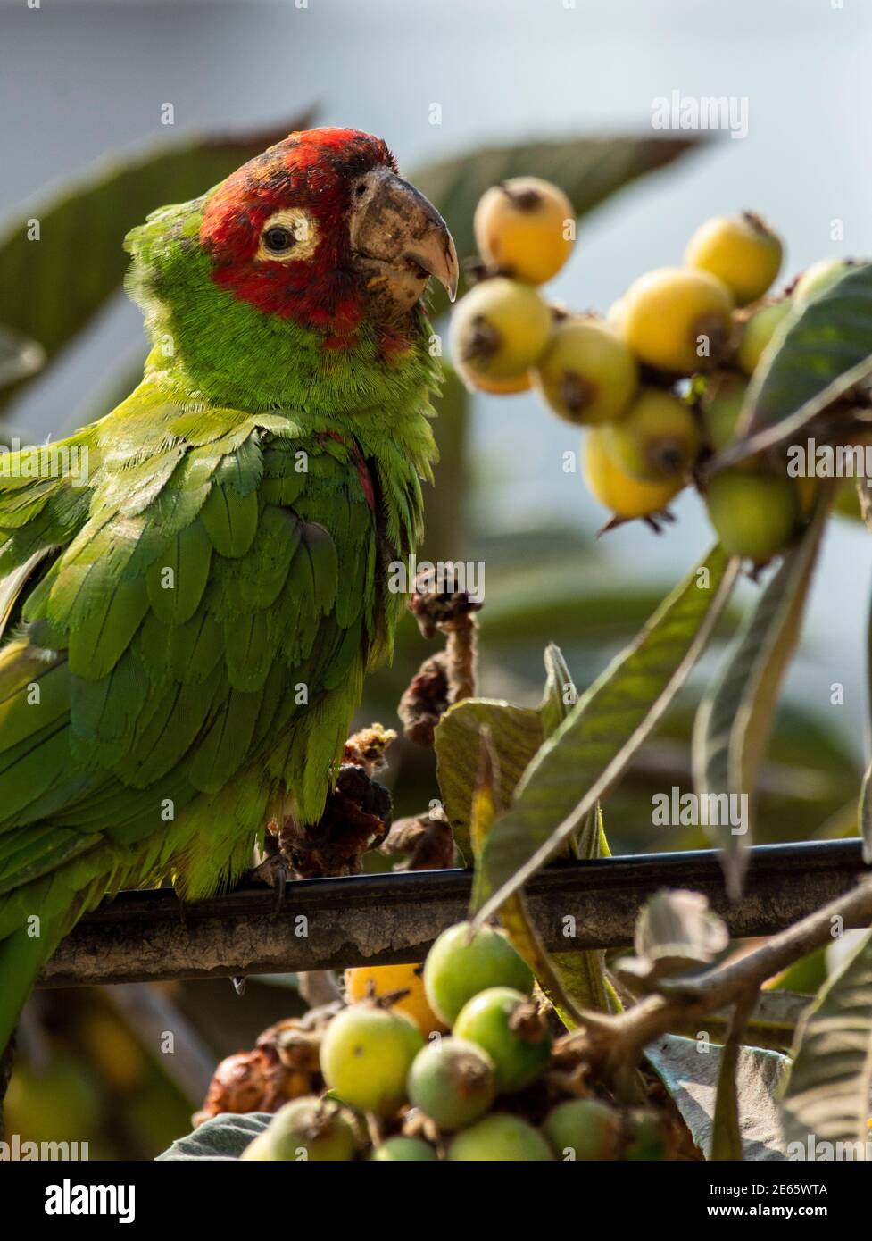 Parrot manger des fruits sur un arbre, ville de Lima, Perú. Banque D'Images