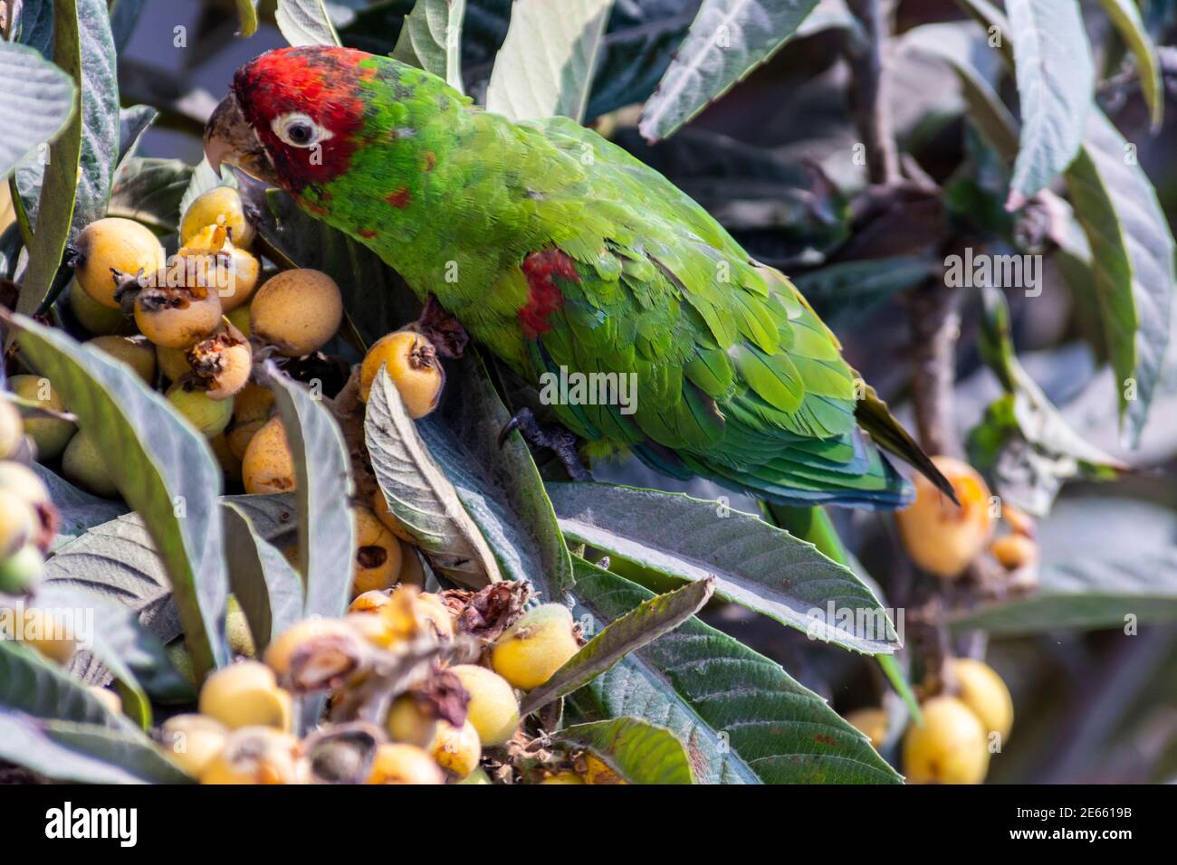 Parrot manger des fruits sur un arbre, ville de Lima, Perú. Banque D'Images