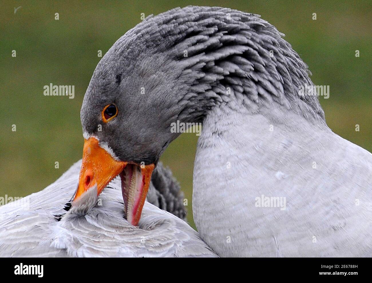 Male goose Govani and rival Fanfarina (R) take part in a geese fight at the  local soccer field in Shuto Orizari shantytown near Skopje January 12,  2014. Only male geese are used