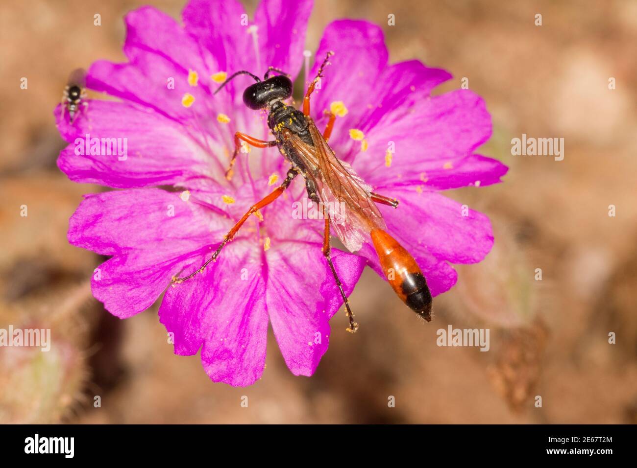 Guêpe à taille filetée, Ammophila femurrubra, Sphecidae. Nectaring à la traîne four O'Clock, Allionia incarnata, Nyctaginaceae. Banque D'Images