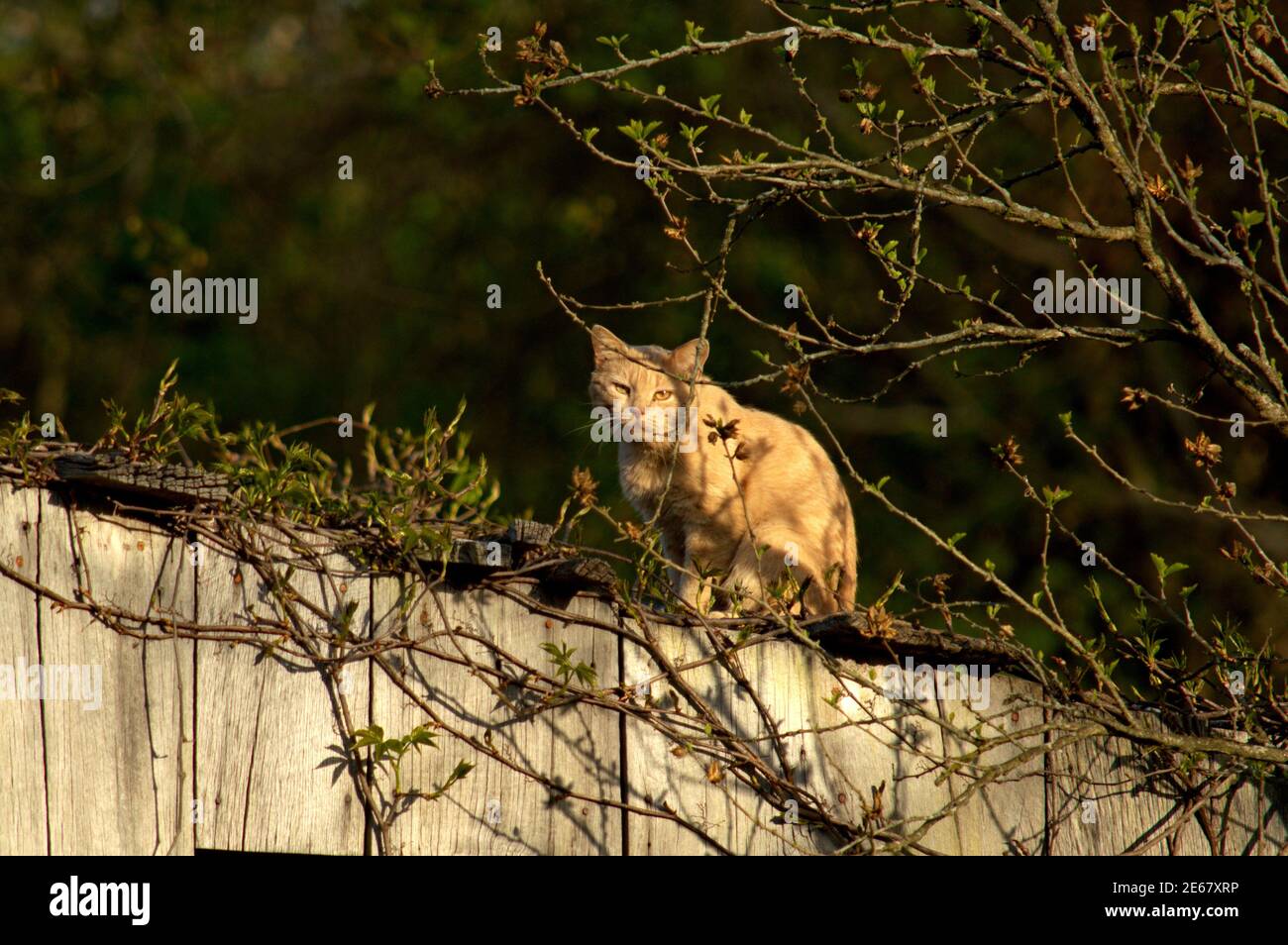 Chat de tabby jaune assis sur le toit d'un hangar. Banque D'Images